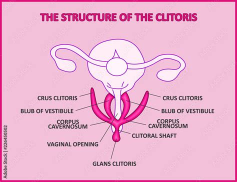 clotoris pics|Category : Human surface anatomy of clitoris .